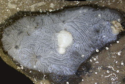 Hamacantha (Vomerula) melliflura sp. nov. Ekins & Hooper