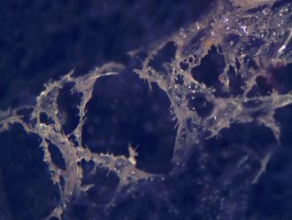 New species of Sponge