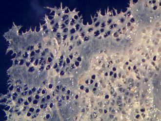 New species of sponge