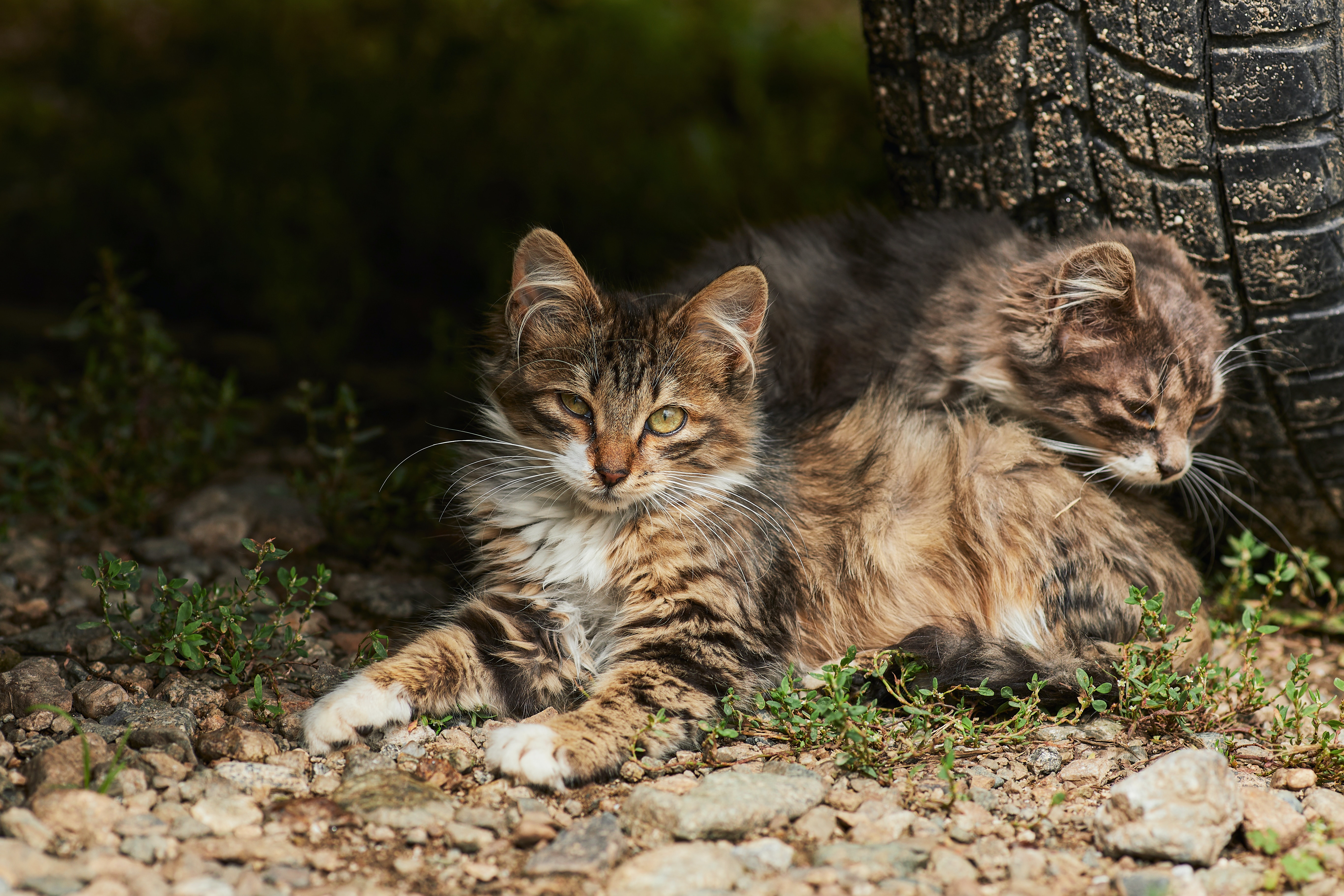 Photo by Tengyart on Unsplash