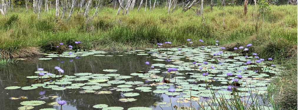 Little Moses, an outcrop spring at the Doongmabulla Springs Complex, Queensland, Australia. Photo R Keegan-Treloar, Flinders University.