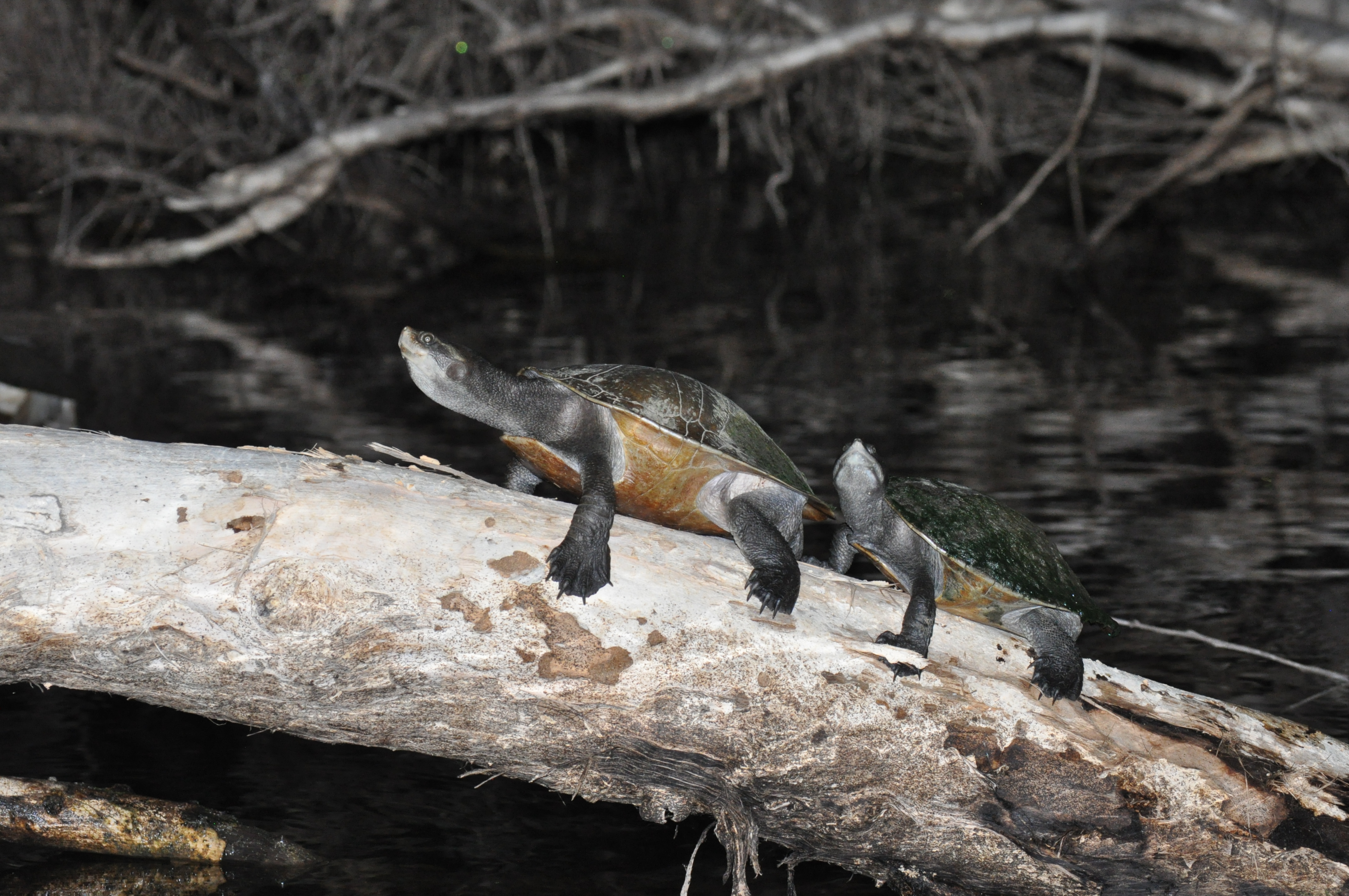 Dr Donald McKnight, La Trobe University