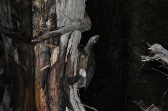 Freshwater turtles basking at night