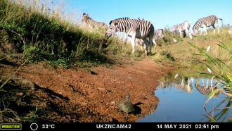 Freshwater turtle and zebra