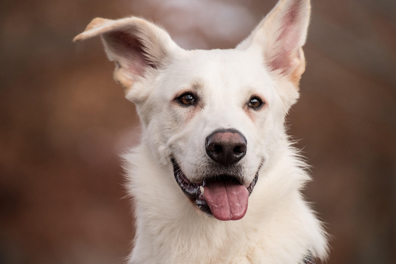 CC-0. https://pixabay.com/photos/sch%C3%A4fer-dog-white-dog-dog-mammal-5767834/