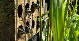 Green and Gold Bell frogs enjoy hot spot shelter