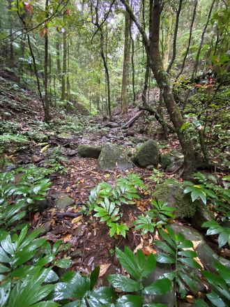 Frog habitat in the Richmond Range