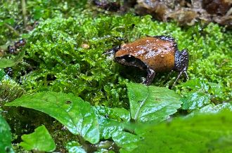 Richmond Range Mountain Frog