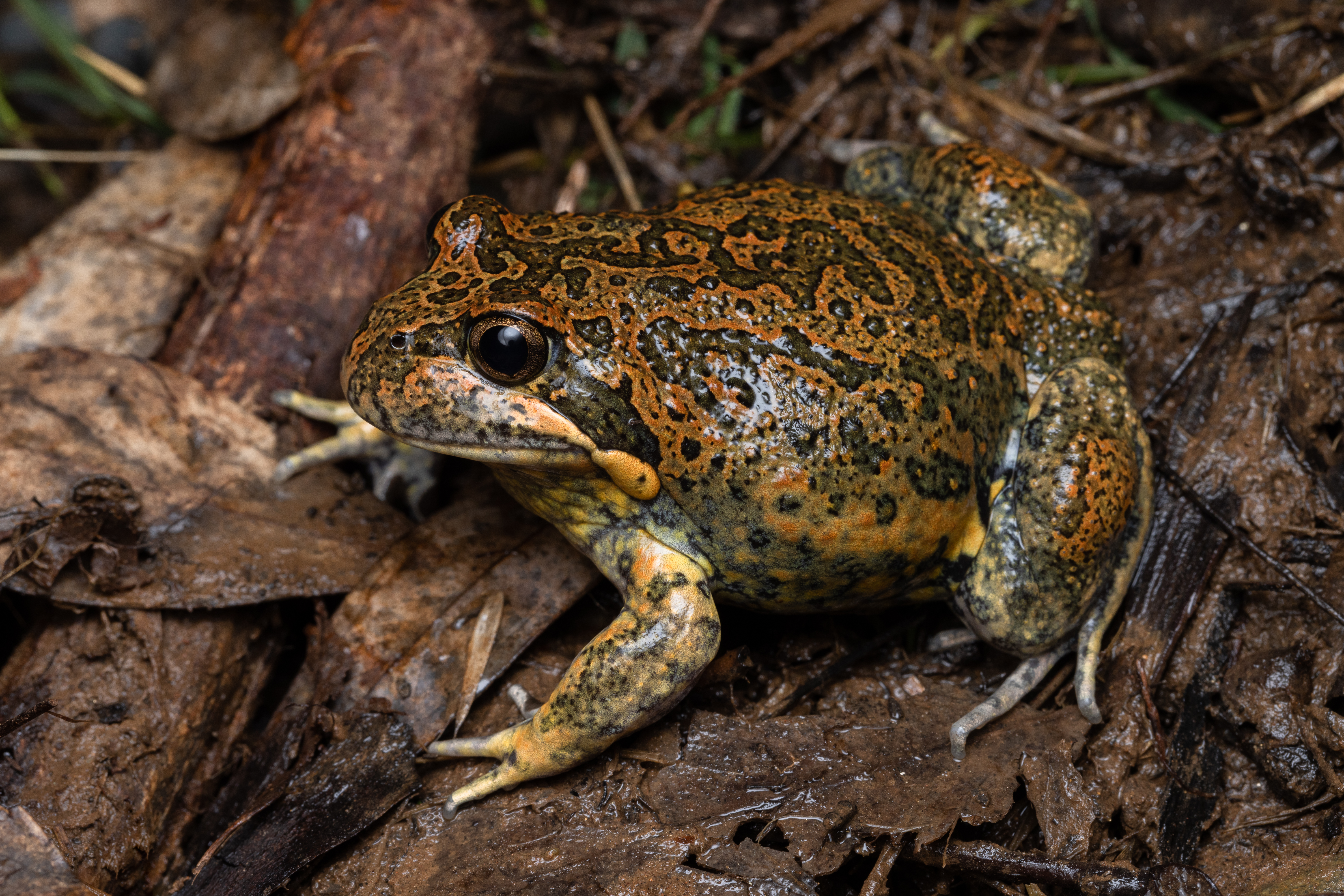 The Eastern Banjo Frog or Pobblebonk makes a sound like a plucking banjo. Image by Stephen Mahony.