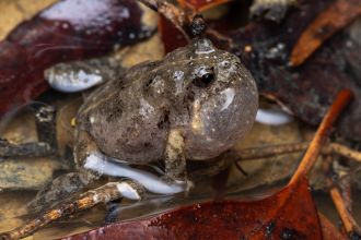 The Common Eastern Froglet (Crinia signifera) was one of the eight frogs rese