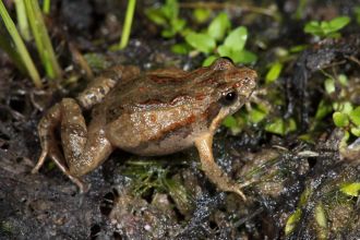 Eastern sign-bearing Frog was one of eight frogs detected. 