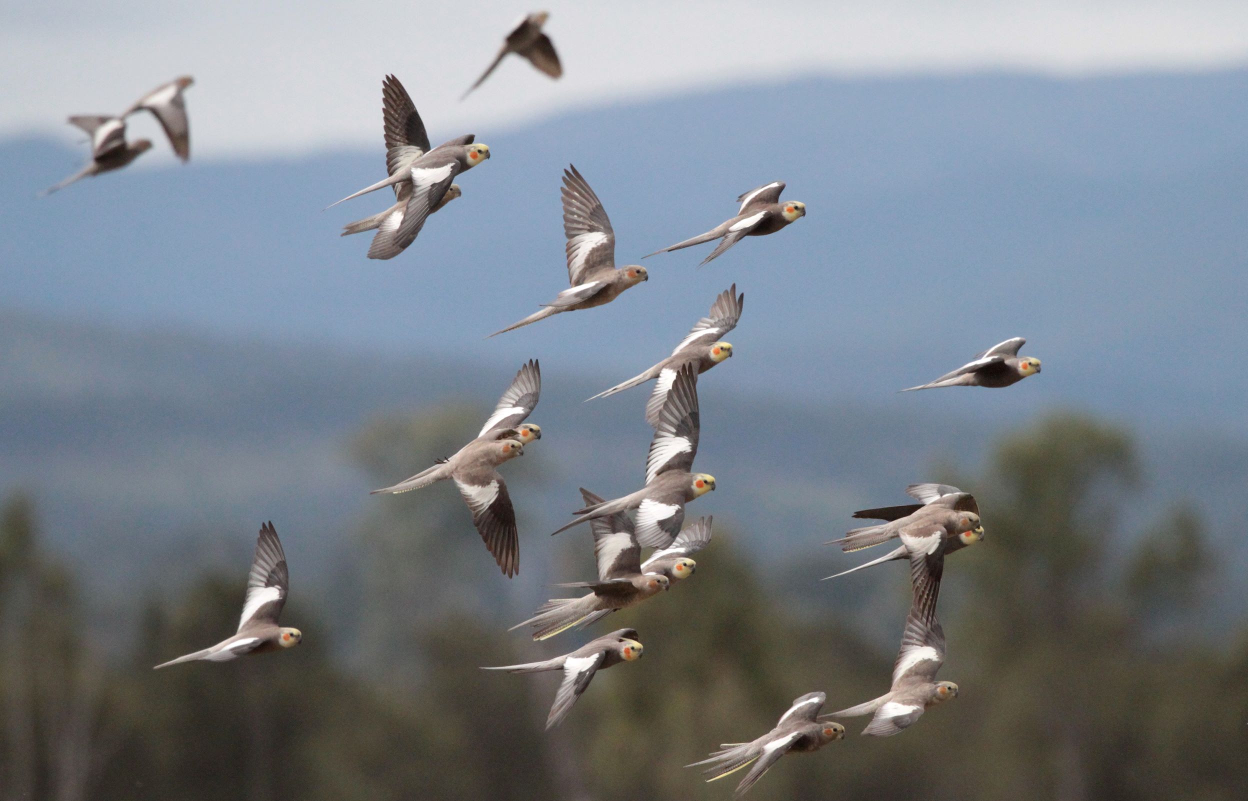 A flock of Cockatiels. Credit: Corey T. Callaghan.