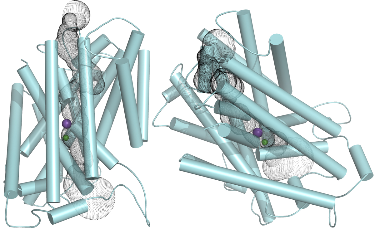 Grapevine CCC protein (in two nearly orthogonal orientations) transports potassium (purple) and chloride (green) ions through the pore (black dots) in an electroneutral fashion. Credit: Maria Hrmova.
