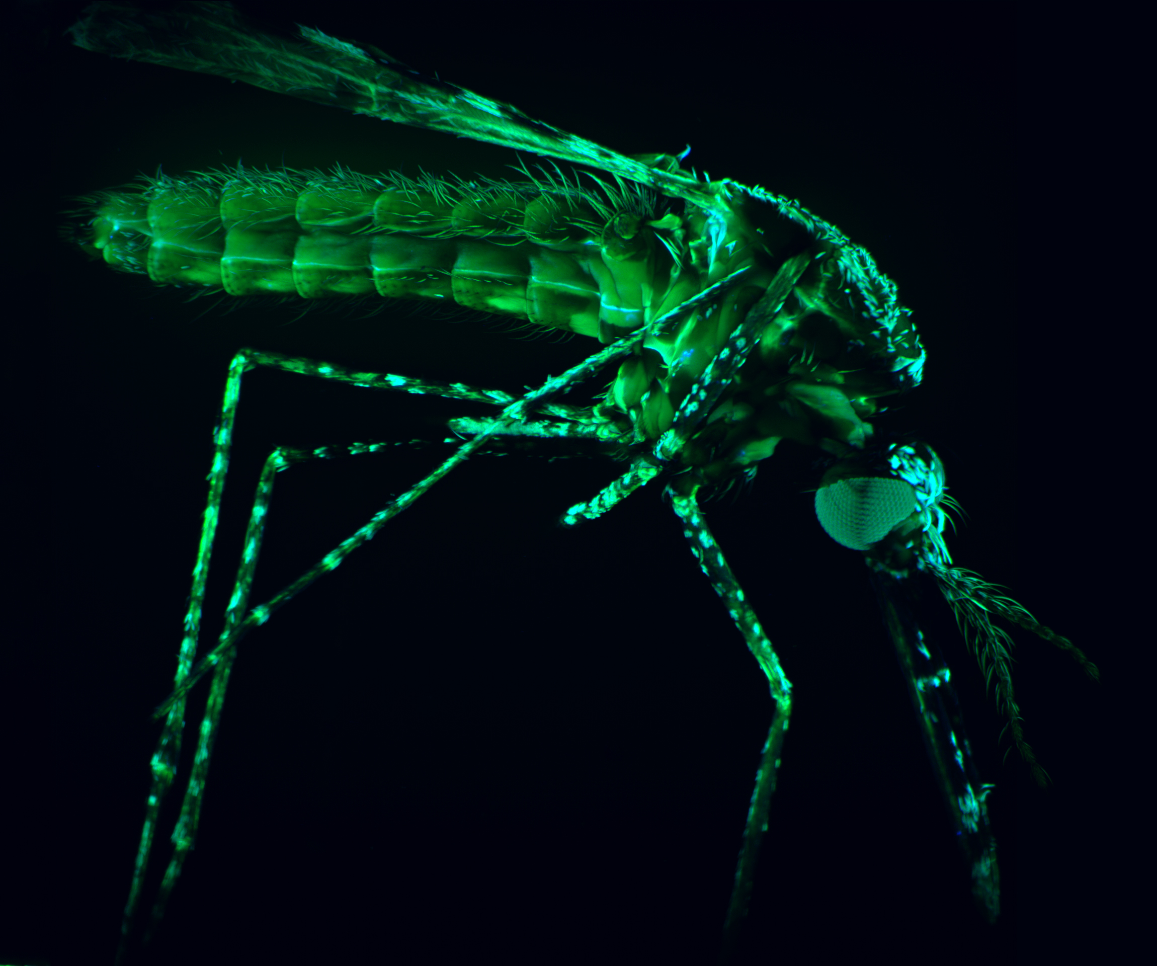 A macro image of a mosquito. Credit: WEHI