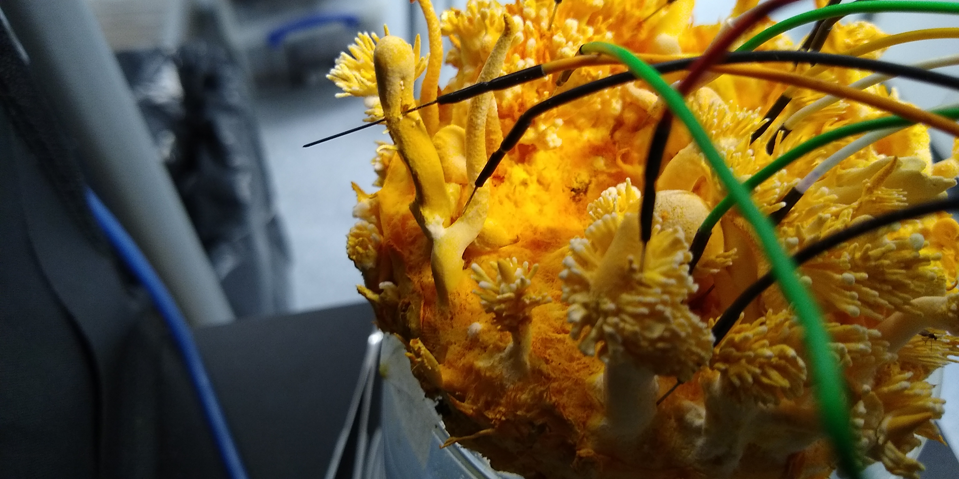 Cordyceps. CREDIT Andy Adamatzky