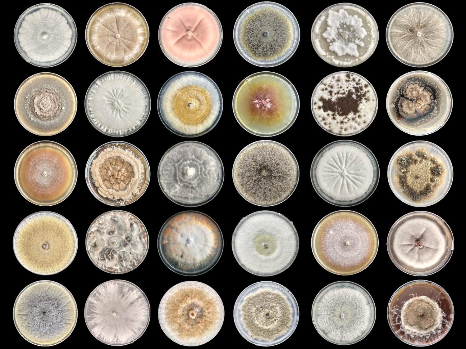 Fungi. Credit: Shara van der Pas