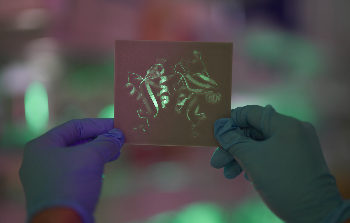 A 3D printed stencil of the DECTIN-1 protein's structure. Credit: Tracey Nearmy/ANU