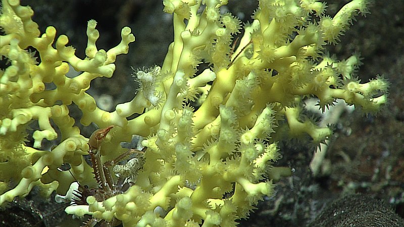 Image by  National Oceanic and Atmospheric Administration via wikimedia commons 