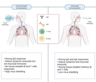 Comparing intranasal immunisation with intramuscular immunisation 