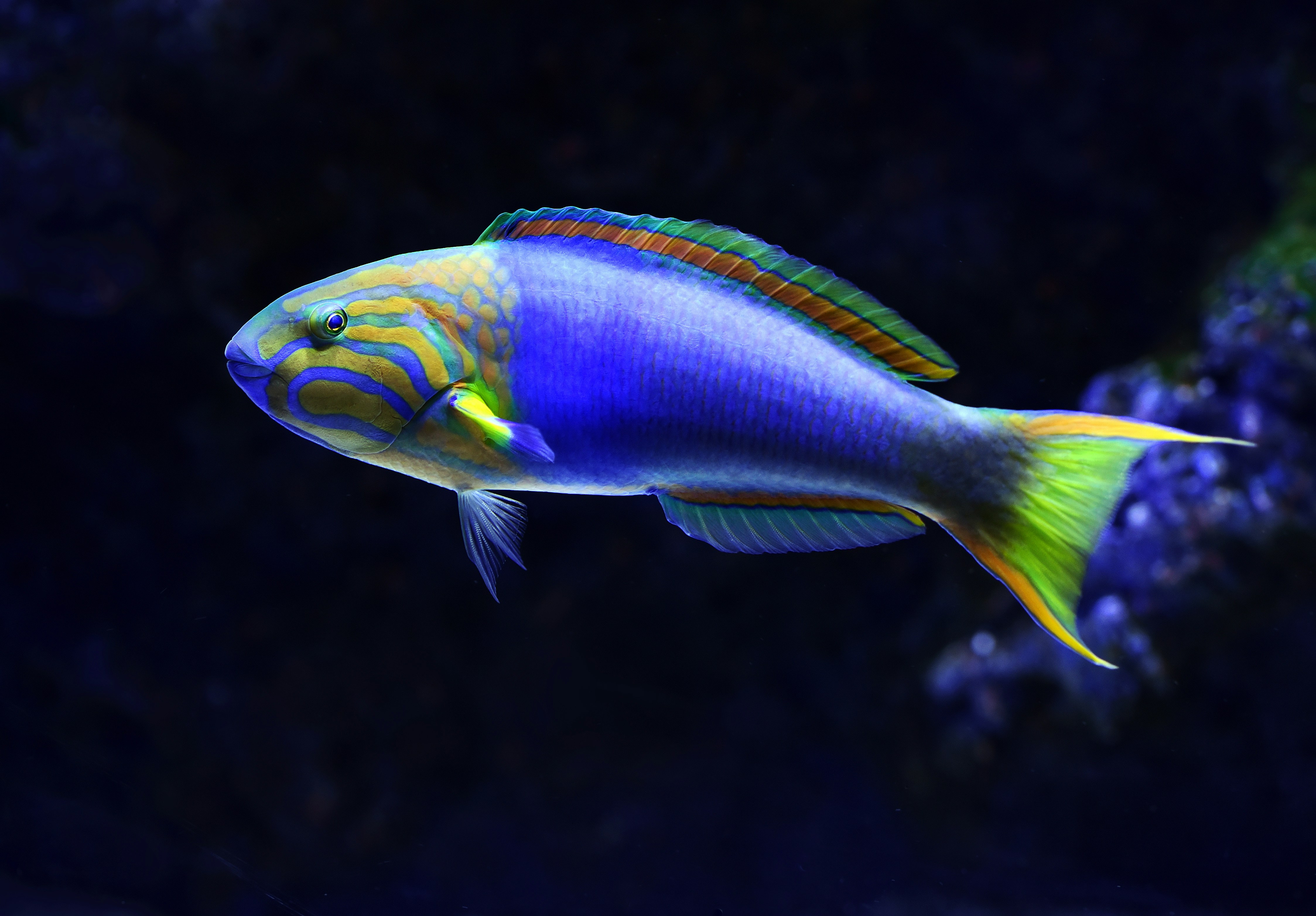 A sunset wrasse. Image: David Clode