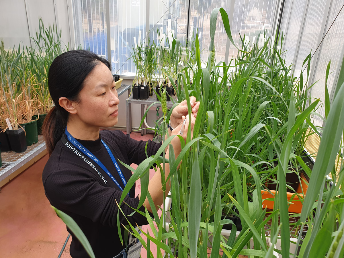 Dr Xiujuan Yang examining the health state of wheat flowers. Credit: University of Adelaide.
