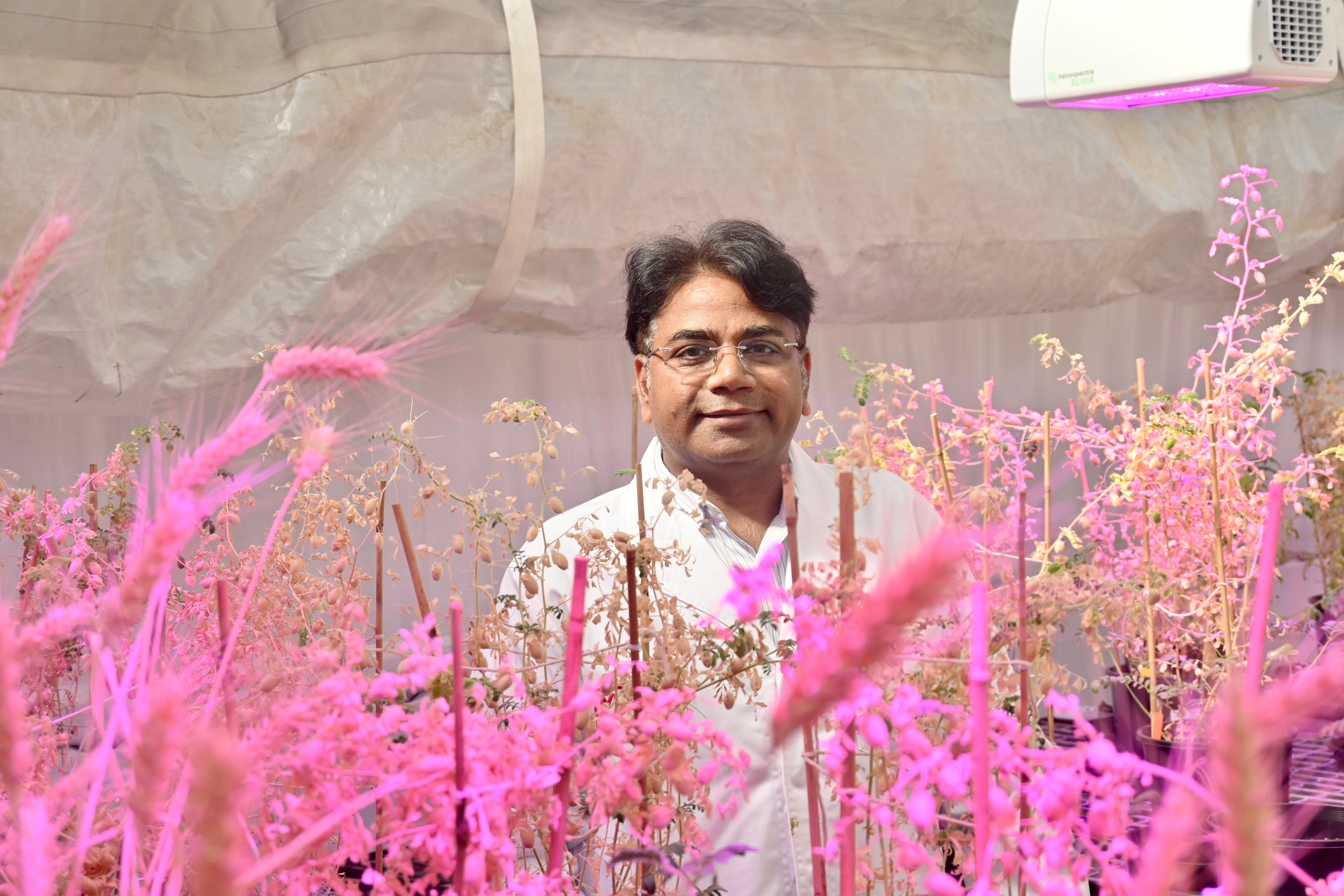 Professor Rajeev Varshney FRS, director of the Centre for Crop and Food Innovation at Murdoch University is leading a project to broaden the genetic diversity of pulse cultivars and ultimately drive yield gain. Photo: Murdoch University