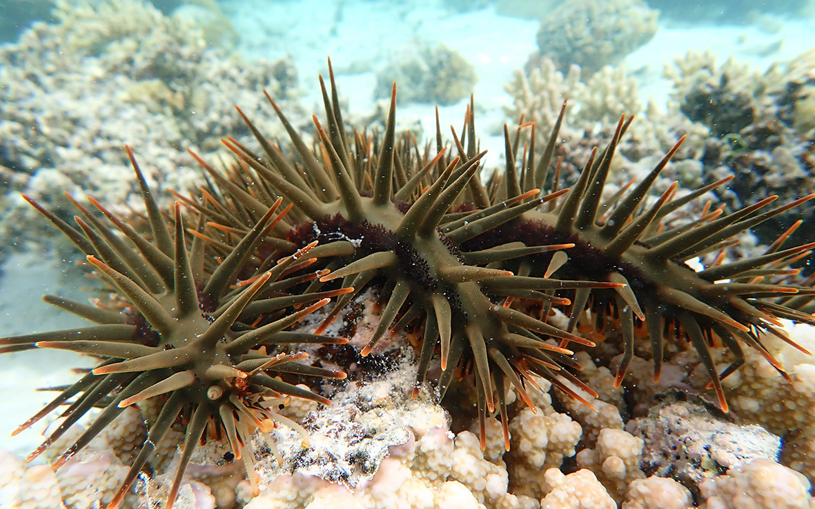 Crown of thorn starfish. Credit: Professor Sandie Degnan