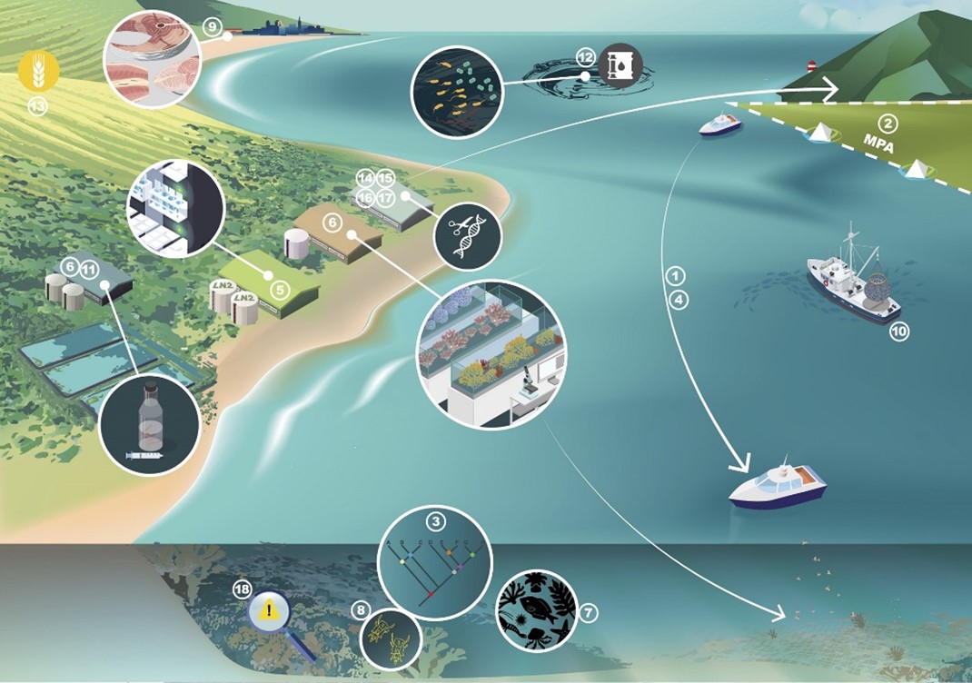 Credit: van Oppen MJH and Coleman MA, 2022, PLOS Biology, CC-BY 4.0