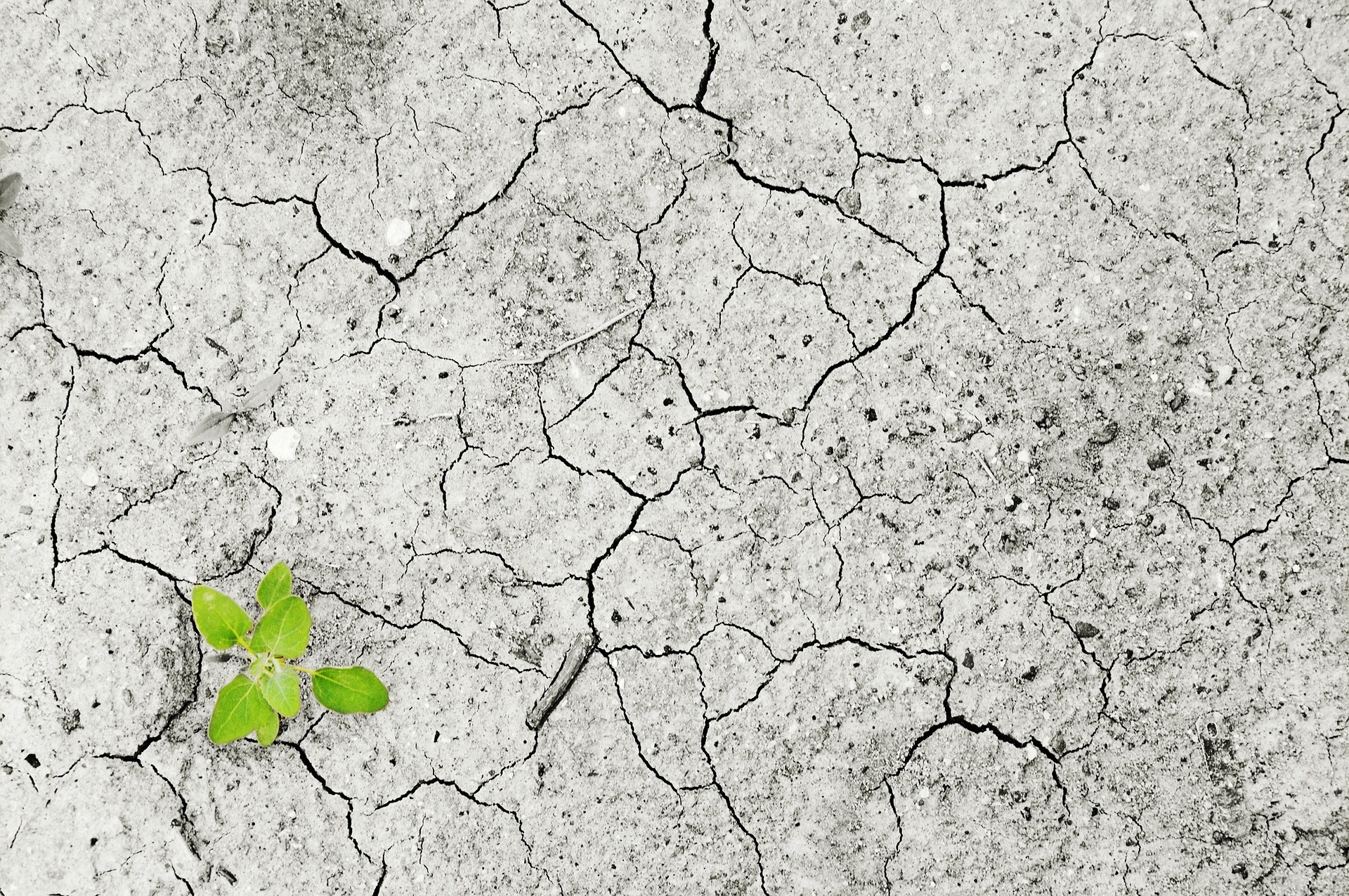 Soil microbes contribute to plant growth. Photo Pixabay