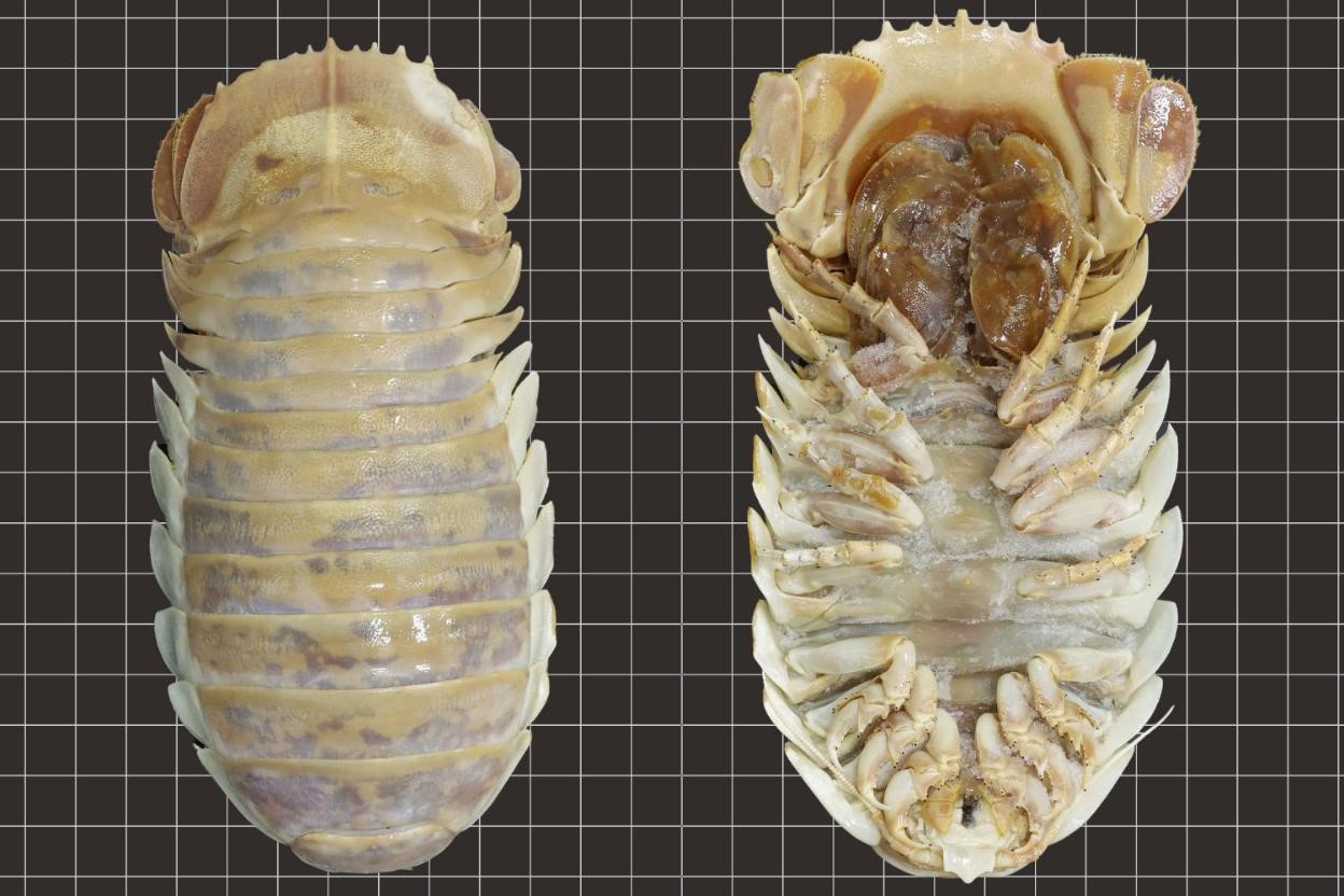 Credit: Dr Ming-Chih Huang, Journal of Natural History