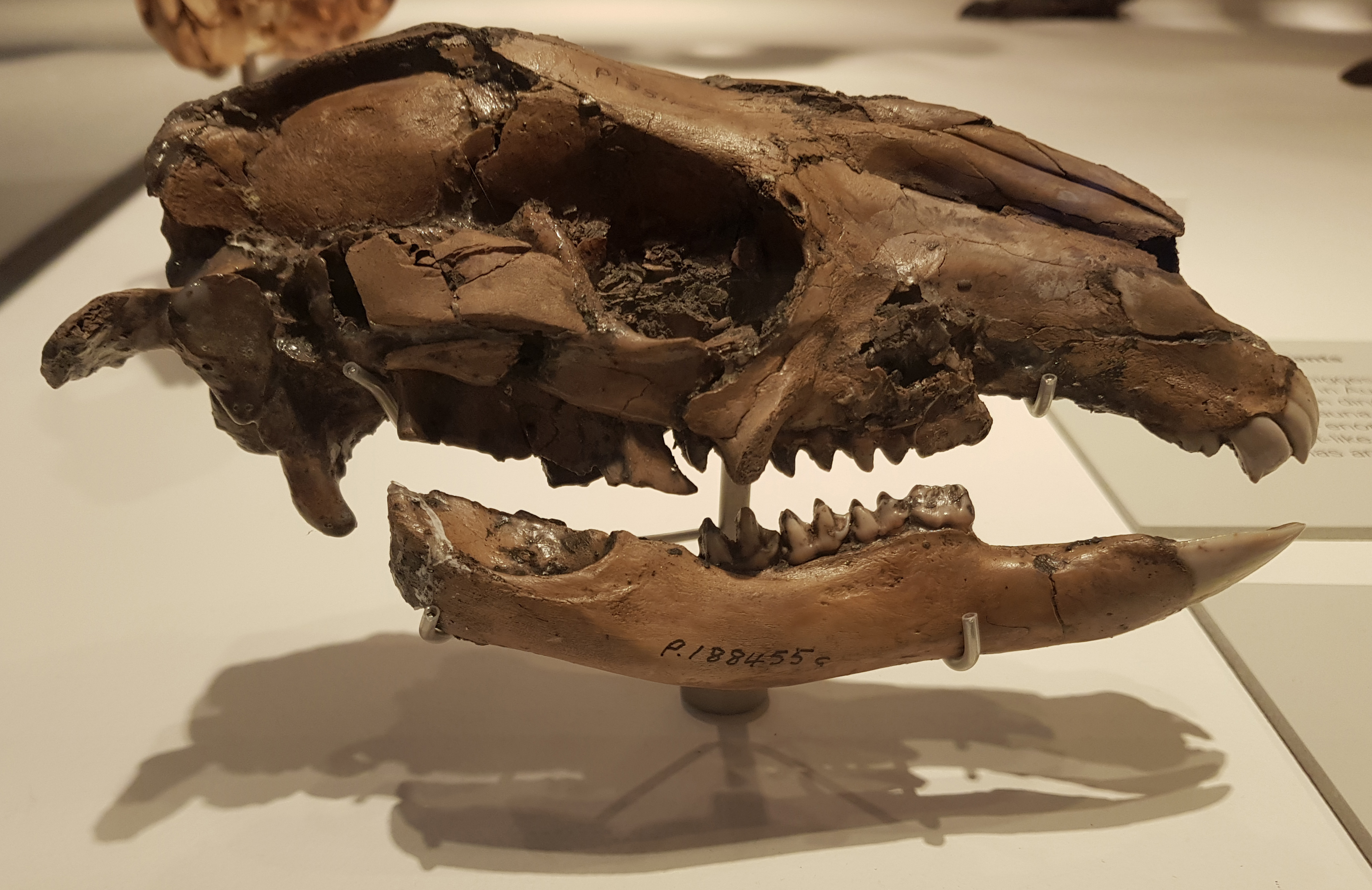 Protemnodon anak skull Credit: Paleocolour, CC0, via Wikimedia Commons