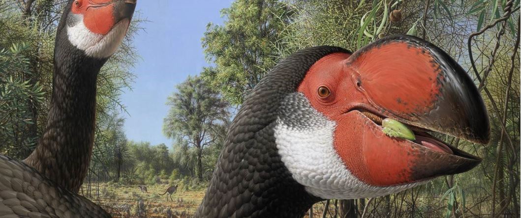 The giant mihirung Dromornis stirtoni, by Peter Trusler