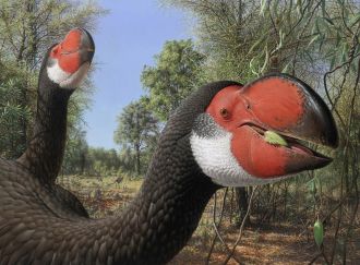 Dromornis stirtoni