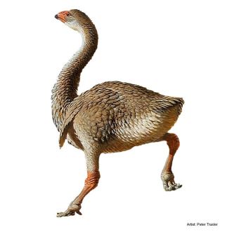 Genyornis newtoni