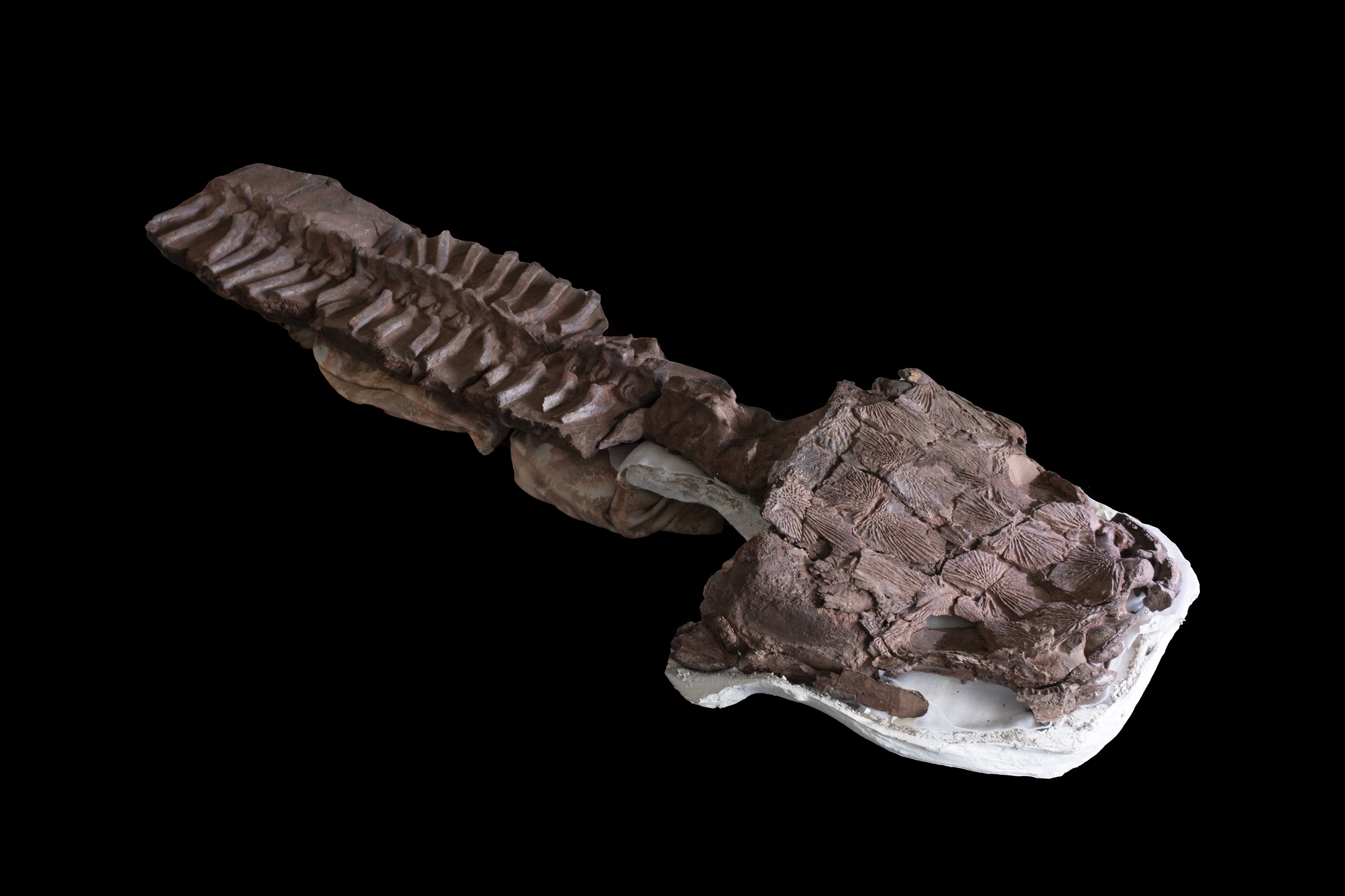 The nearly complete and articulated skeleton of Gaiasia jennyae after preparation.  Credit: C. Marsicano