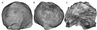 3D representation of the three samples analyzed by CTS