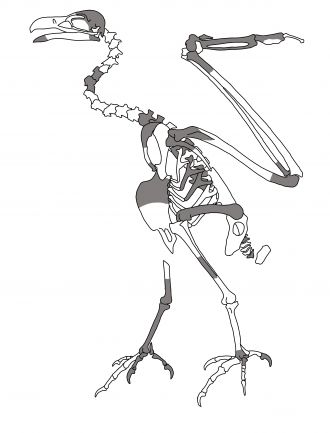 skeleton 