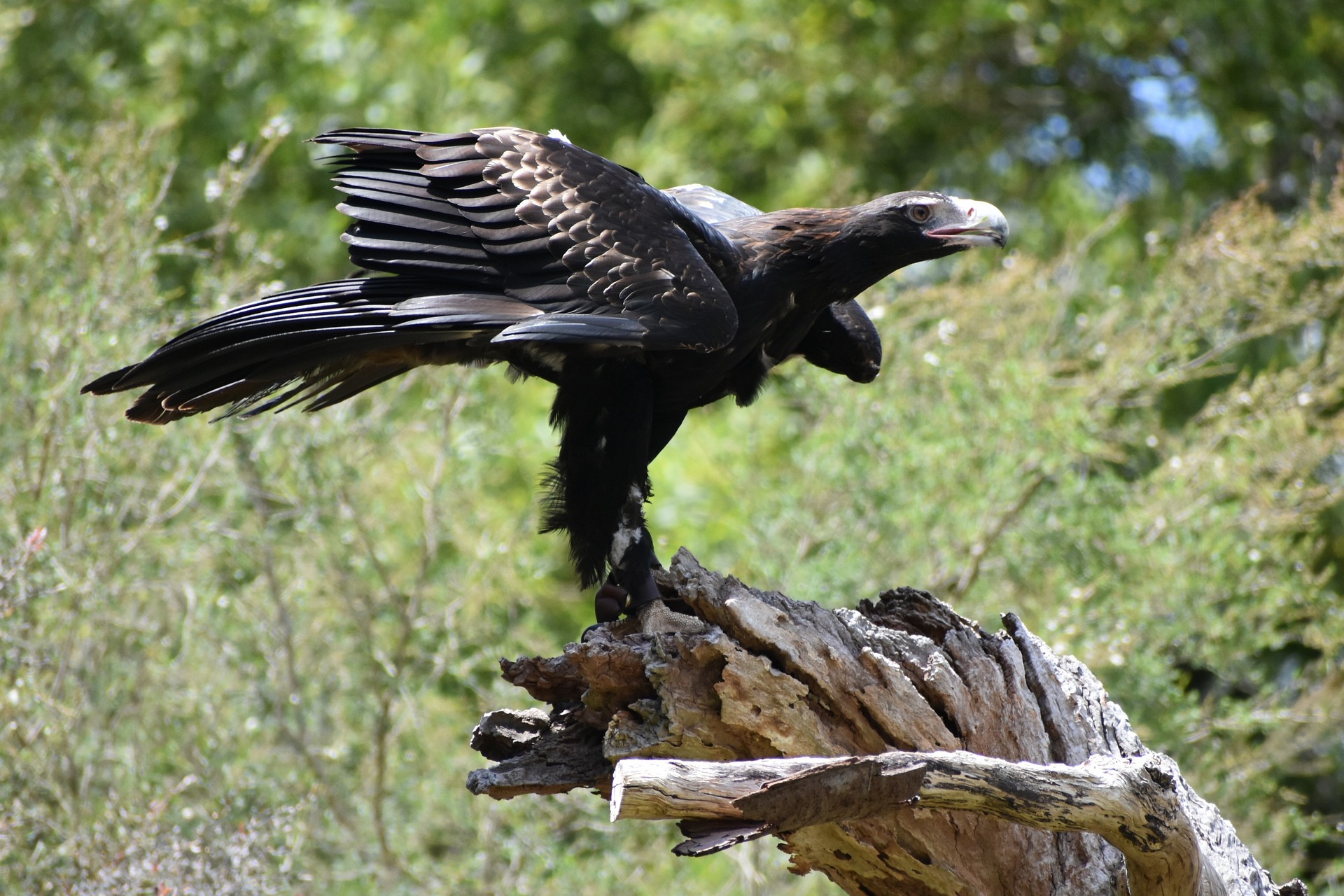 Wedge-tailed eagle Photo Pixabay