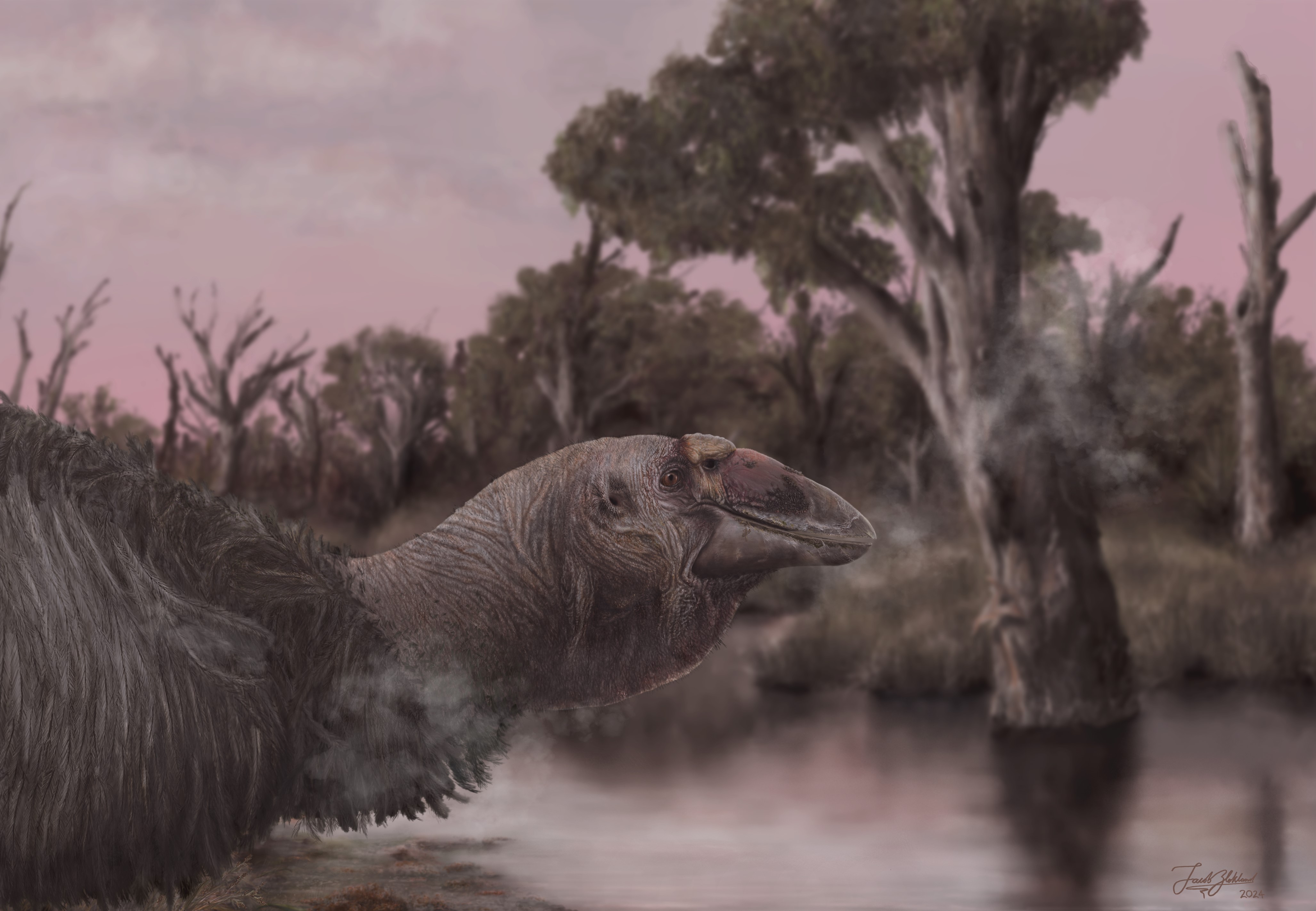 : Illustration of the head of the Genyornis from remote central South Australia by J Blokland (Flinders University) 