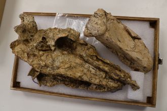 skull