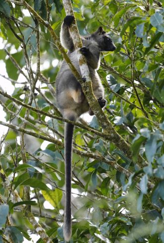 Lumholtz's tree-kangaroo
