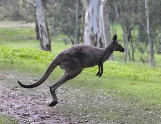 Western grey kangaroo 