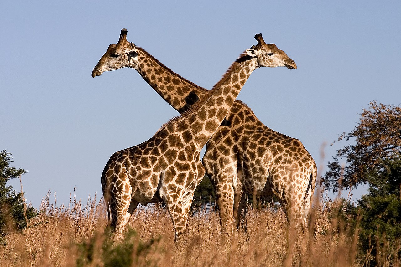 Giraffe_Ithala_KZN_South_Africa_Luca_Galuzzi_2004 By Luca Galuzzi (Lucag) - Photo taken by (Luca Galuzzi)  CC BY-SA 2.5