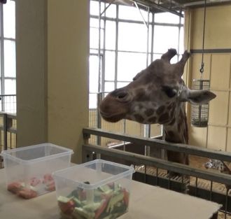 Giraffes do stats