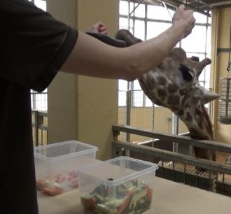 Giraffes do stats