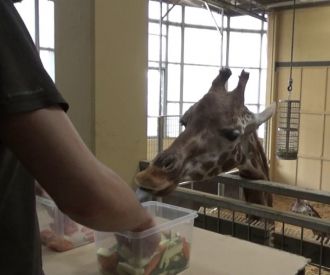 Giraffes do stats