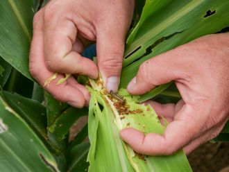 Fall armyworm in crop. Image: Megan Pope