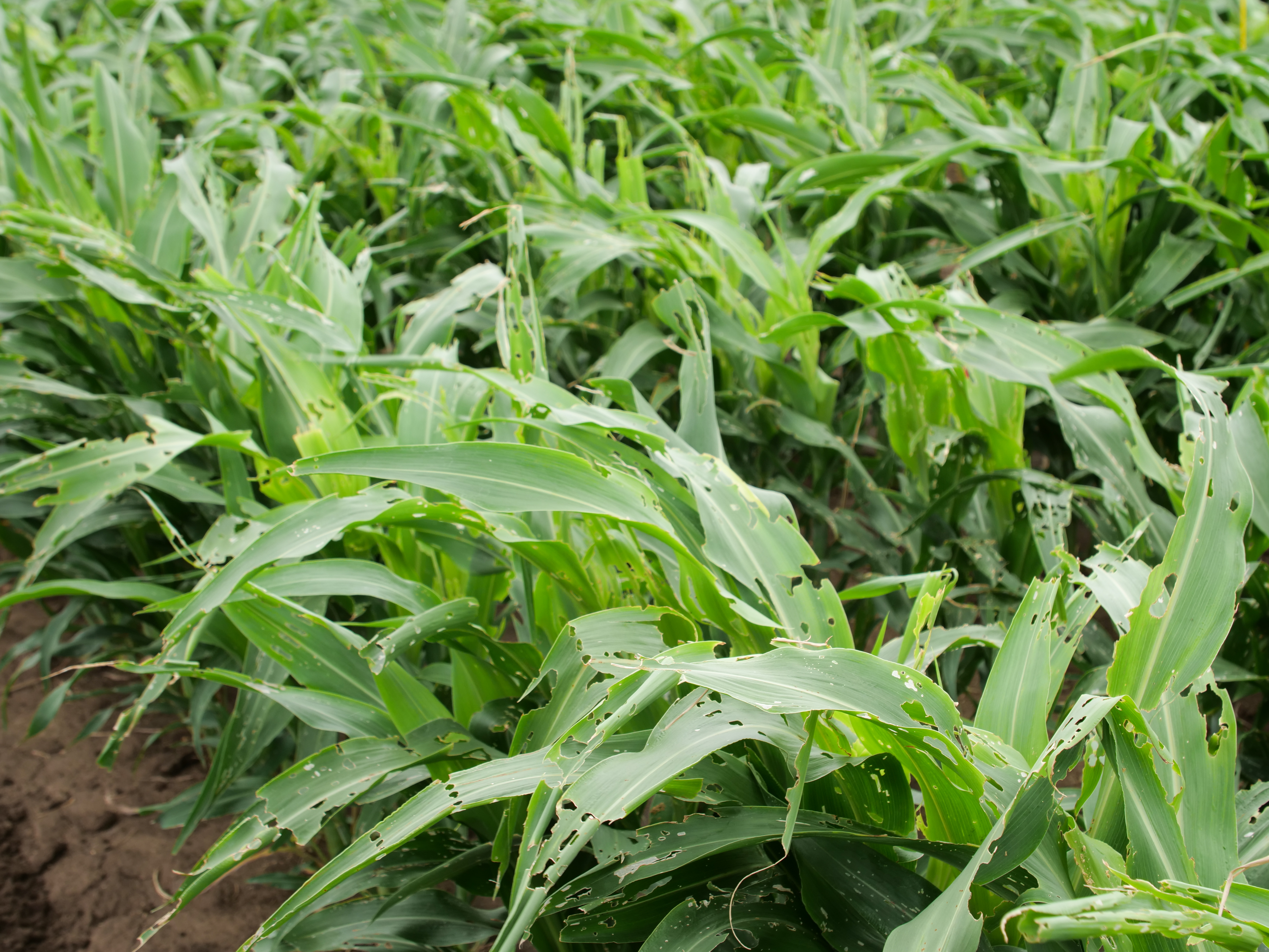 Image: Megan Pope, QAAFI.