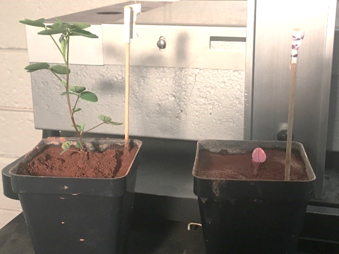 Observed growth differences between clover (Melilotus officinalis) inoculated with nodule forming bacteria Sinorhizobium meliloti (left) and a clover plant not inoculated when grown in Martian regolith. Credit: Harris et al., 2021, PLOS ONE, CC-BY 4.0 