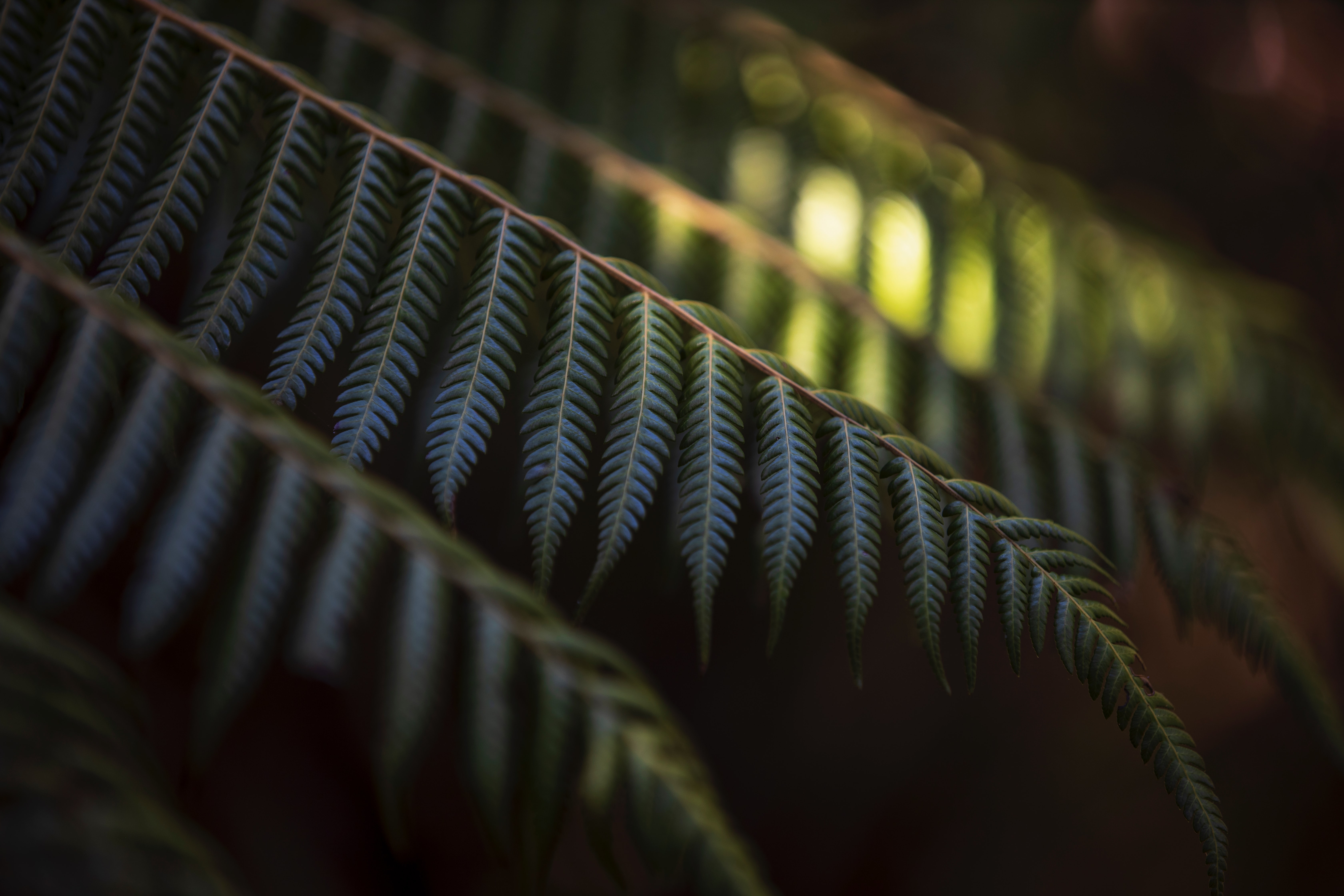 Photo by Phil Botha on Unsplash